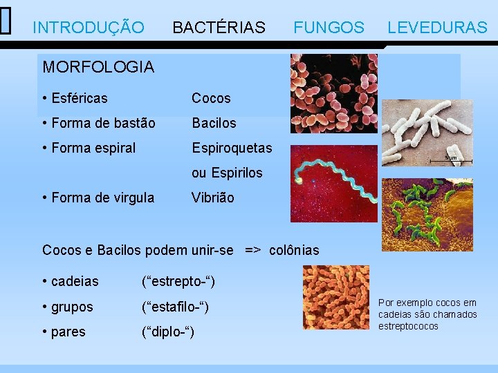  INTRODUÇÃO BACTÉRIAS FUNGOS LEVEDURAS MORFOLOGIA • Esféricas Cocos • Forma de bastão Bacilos