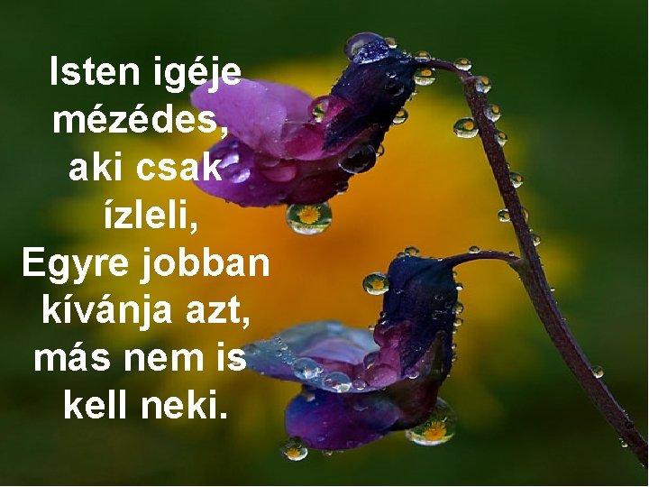 Isten igéje mézédes, aki csak ízleli, Egyre jobban kívánja azt, más nem is kell