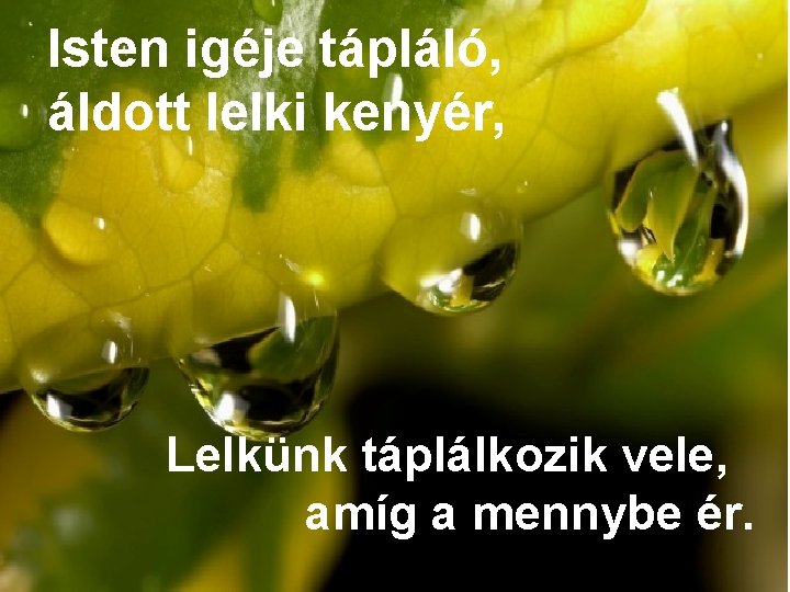 Isten igéje tápláló, áldott lelki kenyér, Lelkünk táplálkozik vele, amíg a mennybe ér. 