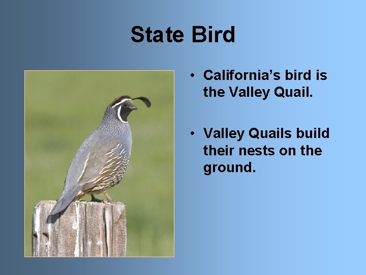 State Bird • California’s bird is the Valley Quail. • Valley Quails build their
