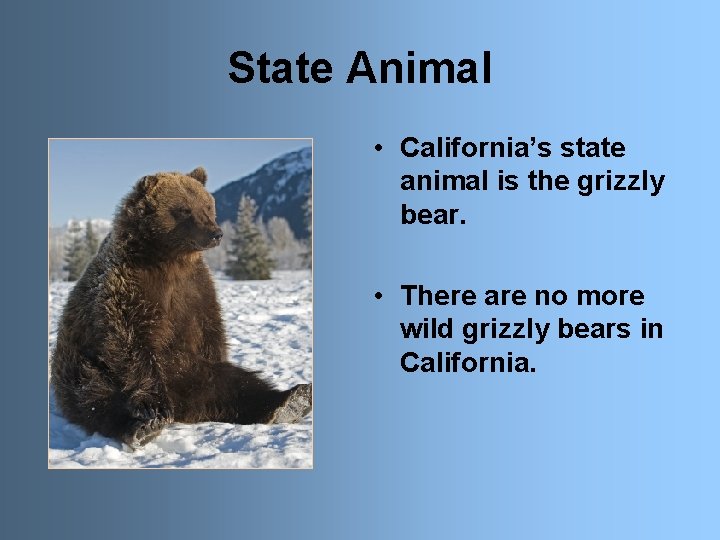 State Animal • California’s state animal is the grizzly bear. • There are no