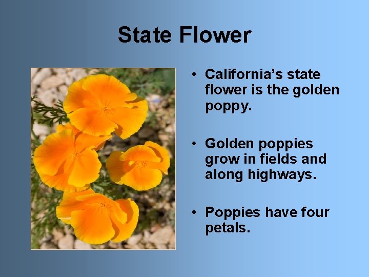 State Flower • California’s state flower is the golden poppy. • Golden poppies grow