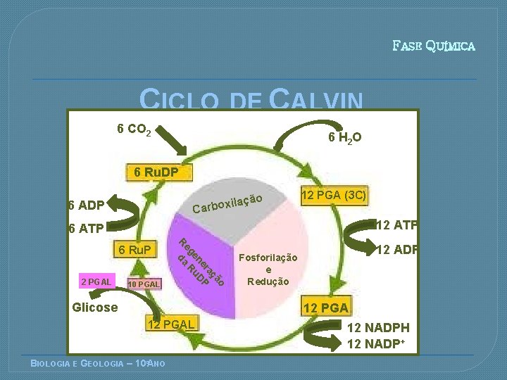 FASE QUÍMICA CICLO DE CALVIN 6 CO 2 6 H 2 O 6 Ru.