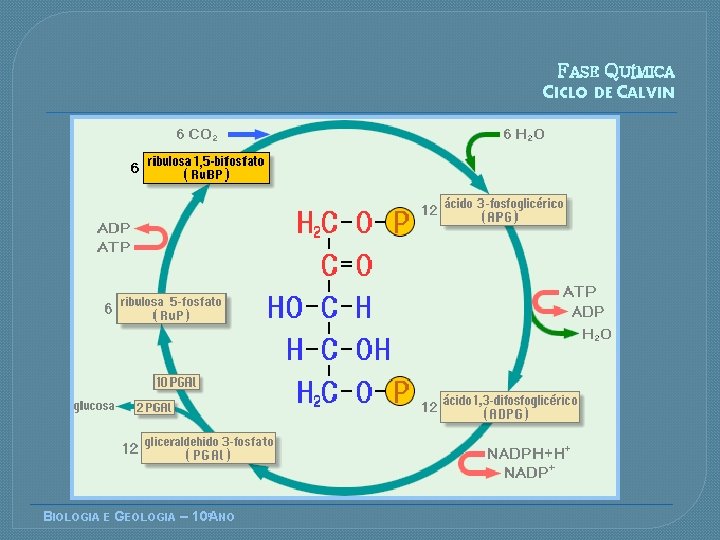 FASE QUÍMICA CICLO DE CALVIN BIOLOGIA E GEOLOGIA – 10ºANO 