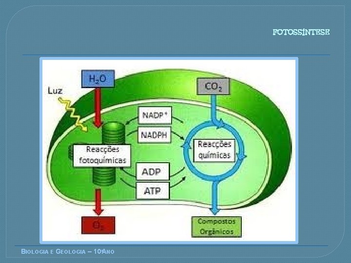 FOTOSSÍNTESE BIOLOGIA E GEOLOGIA – 10ºANO 