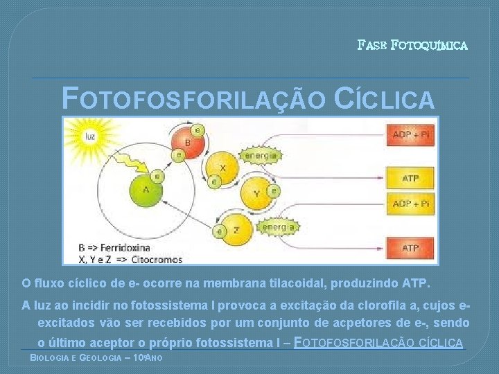 FASE FOTOQUÍMICA FOTOFOSFORILAÇÃO CÍCLICA O fluxo cíclico de e- ocorre na membrana tilacoidal, produzindo