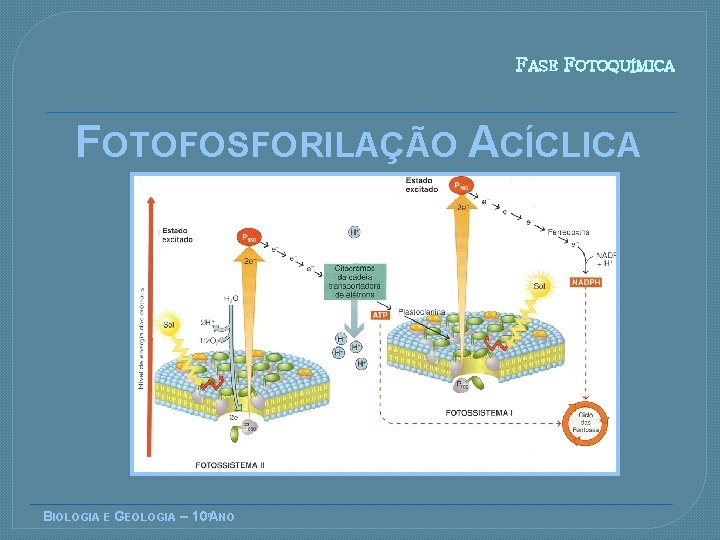 FASE FOTOQUÍMICA FOTOFOSFORILAÇÃO ACÍCLICA BIOLOGIA E GEOLOGIA – 10ºANO 