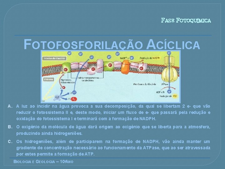 FASE FOTOQUÍMICA FOTOFOSFORILAÇÃO ACÍCLICA A. A luz ao incidir na água provoca a sua