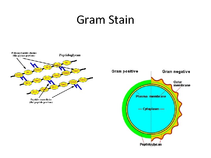 Gram Stain 