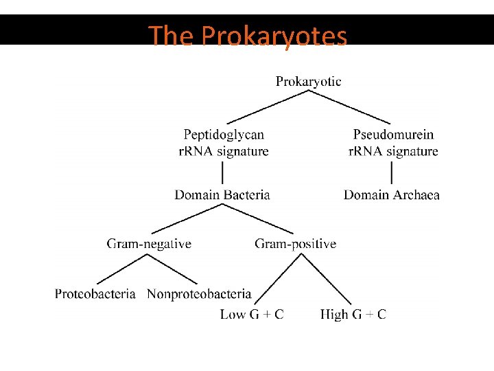 The Prokaryotes 