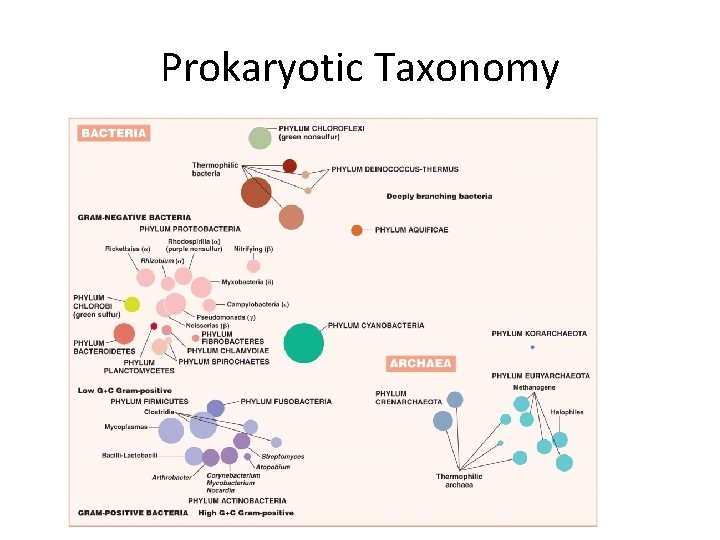 Prokaryotic Taxonomy 