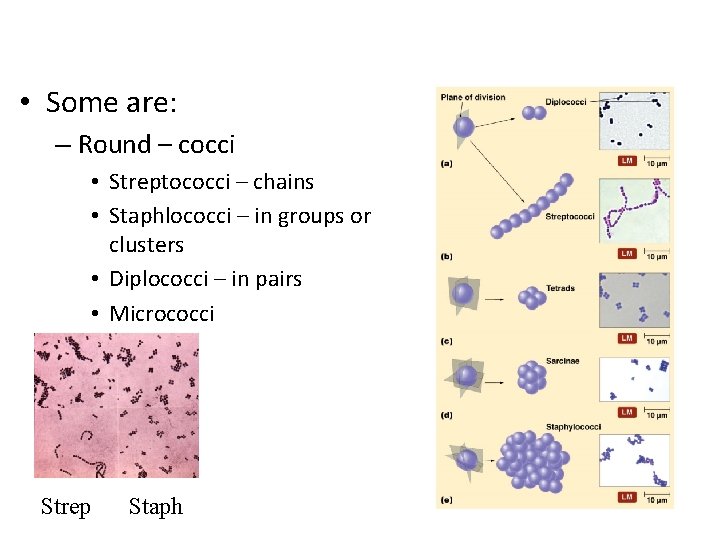  • Some are: – Round – cocci • Streptococci – chains • Staphlococci
