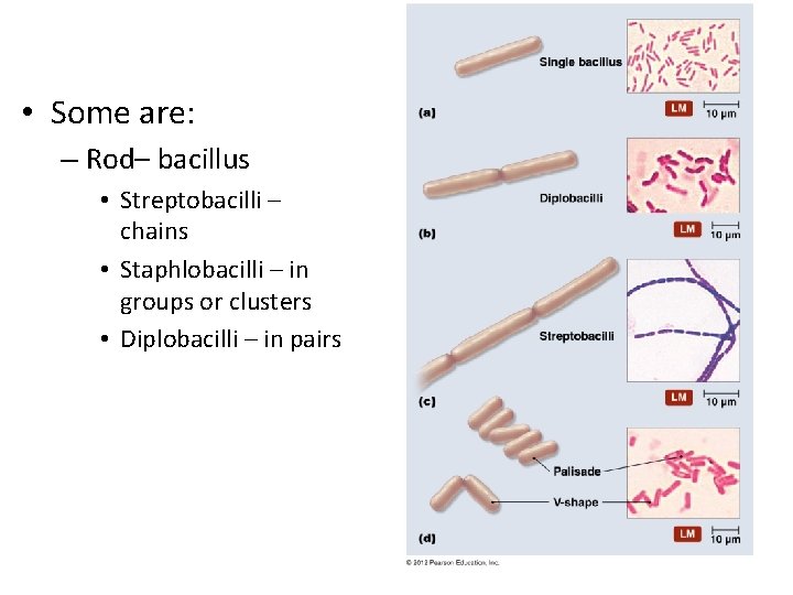  • Some are: – Rod– bacillus • Streptobacilli – chains • Staphlobacilli –