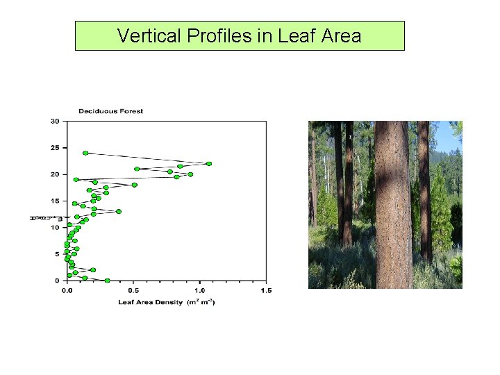 Vertical Profiles in Leaf Area 