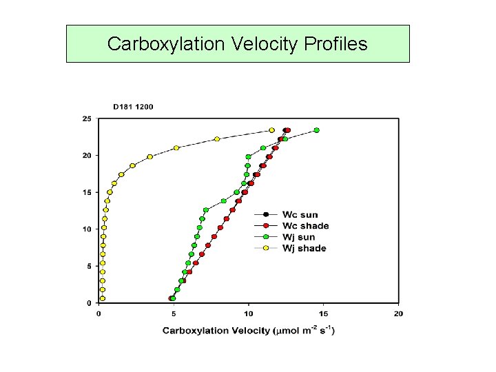 Carboxylation Velocity Profiles 