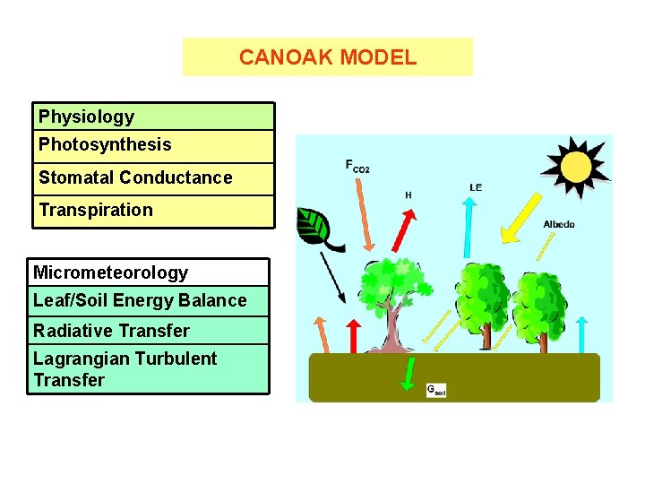 CANOAK MODEL Physiology Photosynthesis Stomatal Conductance Transpiration Micrometeorology Leaf/Soil Energy Balance Radiative Transfer Lagrangian