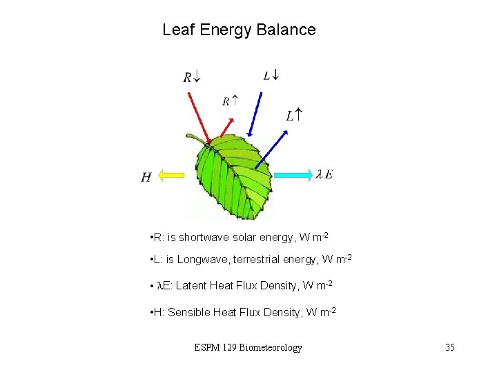 Leaf Energy Balance • R: is shortwave solar energy, W m-2 • L: is