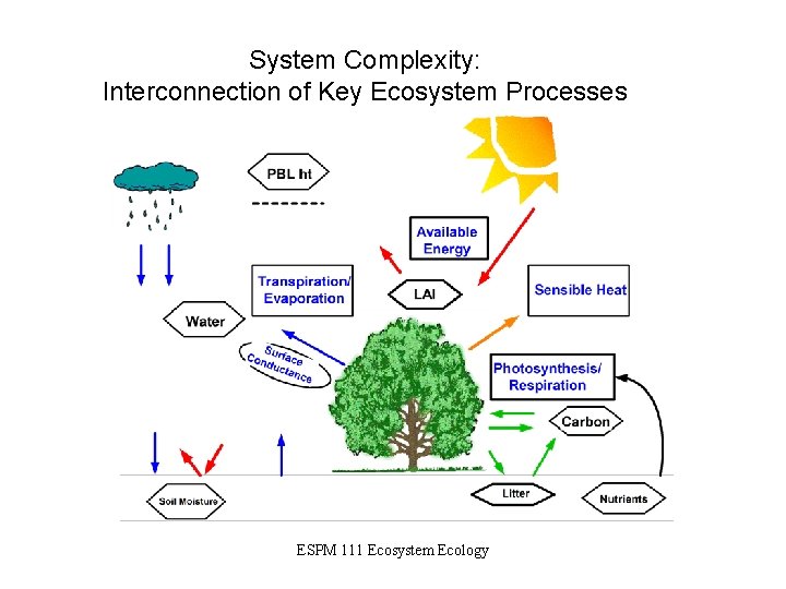 System Complexity: Interconnection of Key Ecosystem Processes ESPM 111 Ecosystem Ecology 