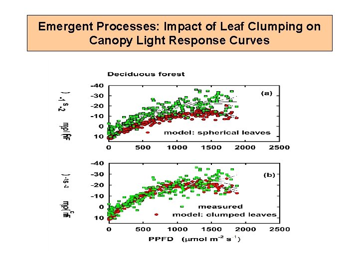 Emergent Processes: Impact of Leaf Clumping on Canopy Light Response Curves 