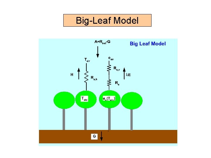 Big-Leaf Model 