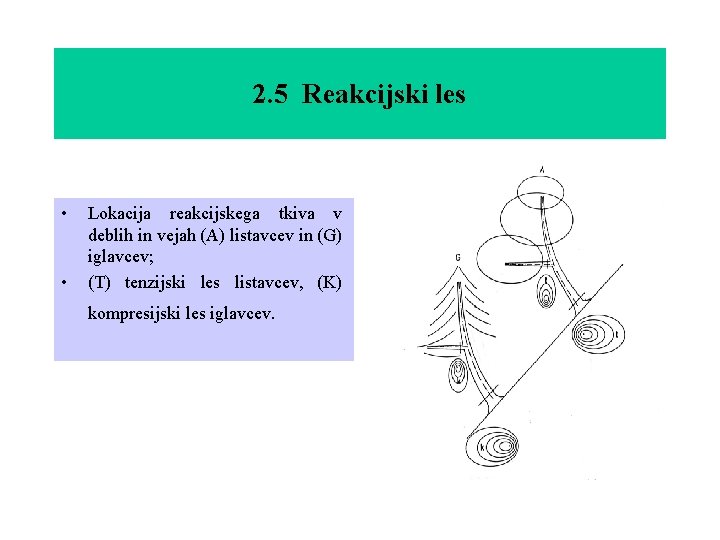 2. 5 Reakcijski les • • Lokacija reakcijskega tkiva v deblih in vejah (A)