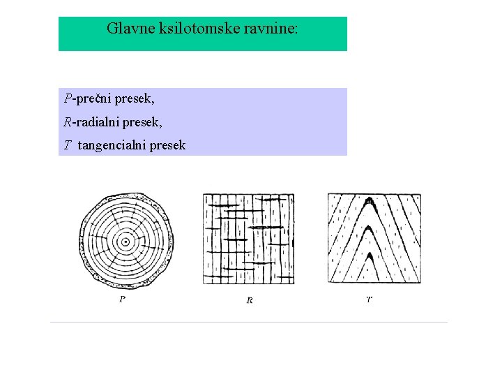 Glavne ksilotomske ravnine: P-prečni presek, R-radialni presek, T tangencialni presek 