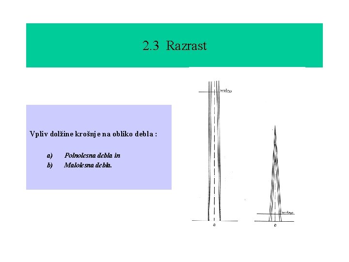 2. 3 Razrast Vpliv dolžine krošnje na obliko debla : a) b) Polnolesna debla