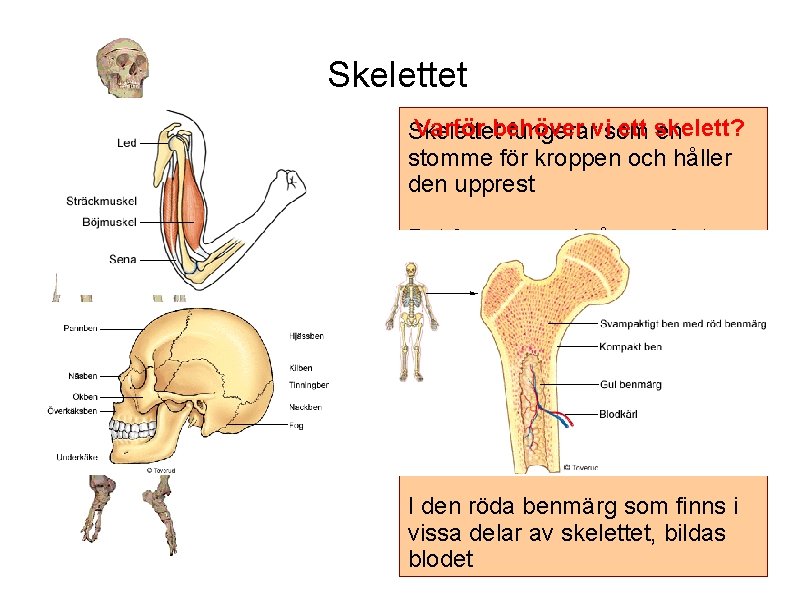 Skelettet Varför behöver ett skelett? Skelettet fungerarvisom en stomme för kroppen och håller den