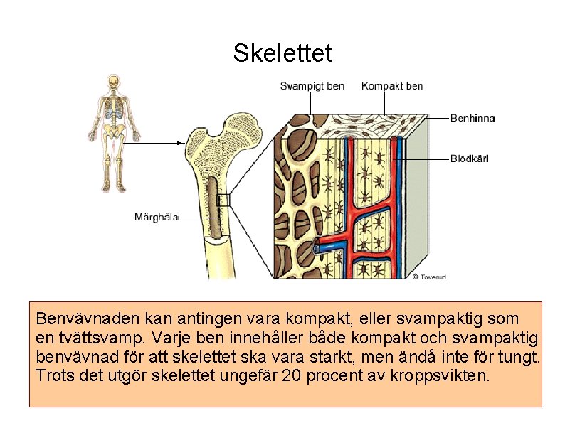 Skelettet Benvävnaden kan antingen vara kompakt, eller svampaktig som en tvättsvamp. Varje ben innehåller