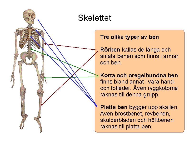 Skelettet Tre olika typer av ben Rörben kallas de långa och smala benen som