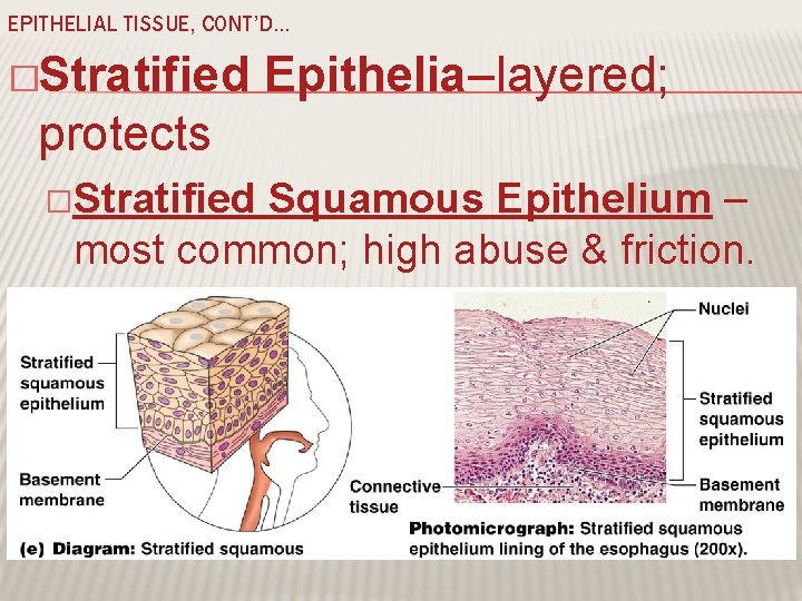 EPITHELIAL TISSUE, CONT’D… �Stratified Epithelia–layered; protects �Stratified Squamous Epithelium – most common; high abuse
