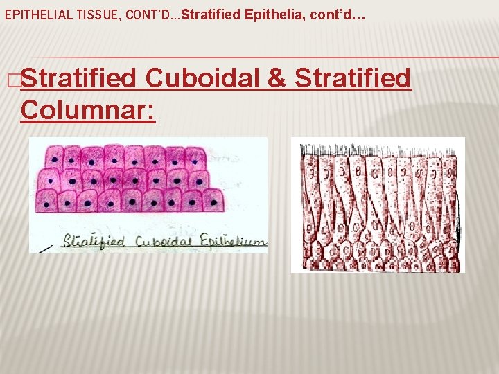 EPITHELIAL TISSUE, CONT’D…Stratified Epithelia, cont’d… �Stratified Cuboidal & Stratified Columnar: �Rare; large ducts 