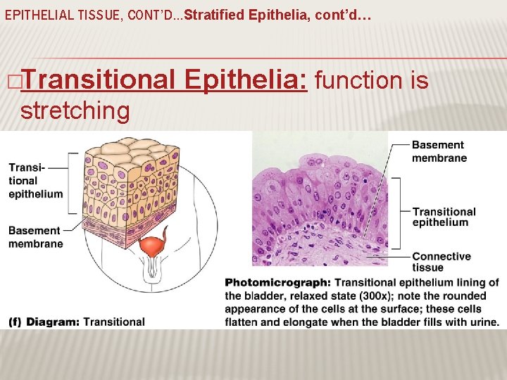 EPITHELIAL TISSUE, CONT’D…Stratified Epithelia, cont’d… �Transitional stretching Epithelia: function is 