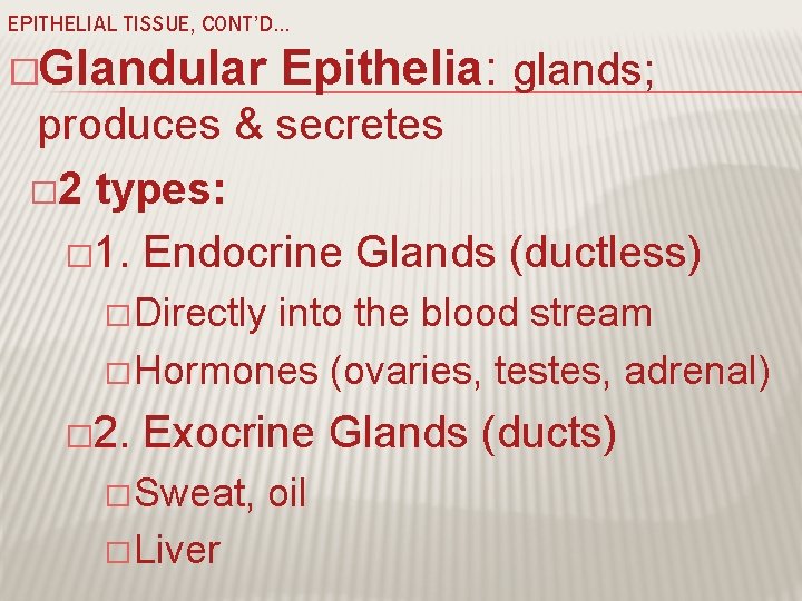 EPITHELIAL TISSUE, CONT’D… �Glandular Epithelia: glands; produces & secretes � 2 types: � 1.