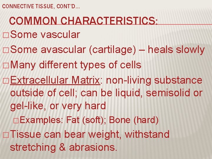 CONNECTIVE TISSUE, CONT’D… COMMON CHARACTERISTICS: � Some vascular � Some avascular (cartilage) – heals