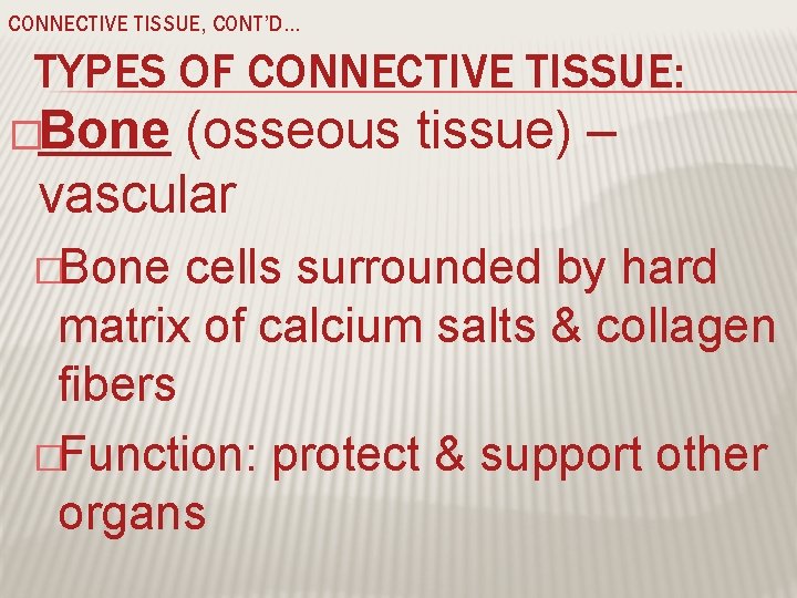 CONNECTIVE TISSUE, CONT’D… TYPES OF CONNECTIVE TISSUE: �Bone (osseous tissue) – vascular �Bone cells