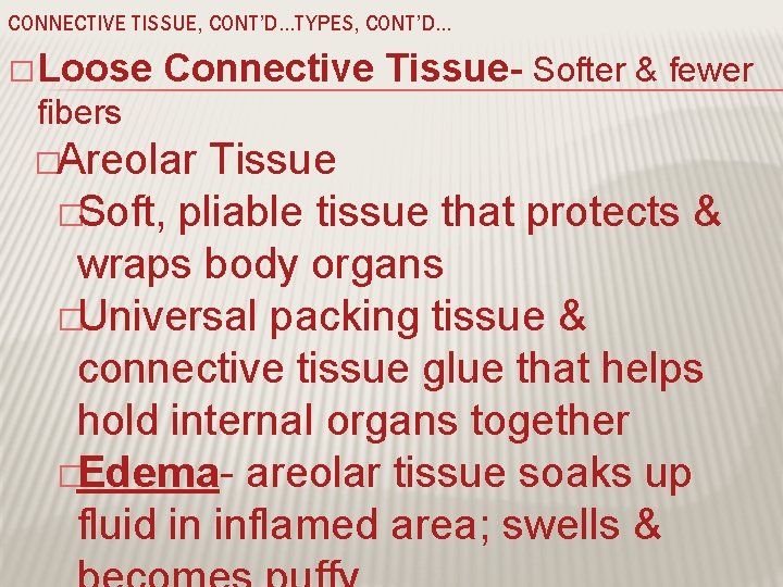 CONNECTIVE TISSUE, CONT’D…TYPES, CONT’D… � Loose Connective Tissue- Softer & fewer fibers �Areolar Tissue