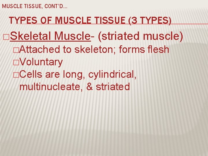 MUSCLE TISSUE, CONT’D… TYPES OF MUSCLE TISSUE (3 TYPES) �Skeletal Muscle- (striated muscle) �Attached