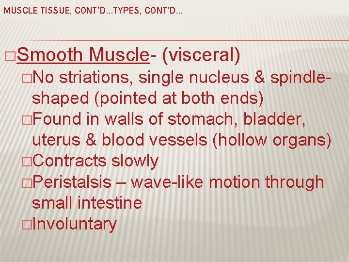 MUSCLE TISSUE, CONT’D…TYPES, CONT’D… �Smooth �No Muscle- (visceral) striations, single nucleus & spindleshaped (pointed