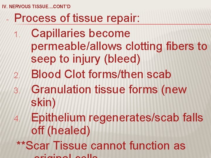 IV. NERVOUS TISSUE…. CONT’D - Process of tissue repair: 1. Capillaries become permeable/allows clotting