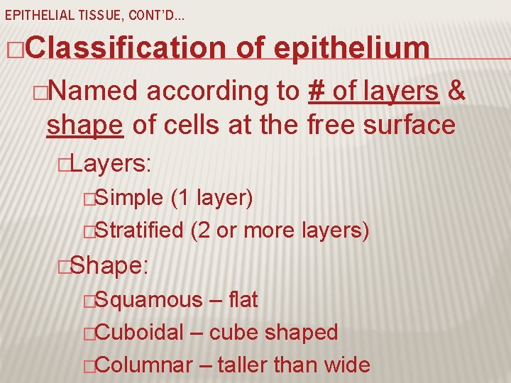 EPITHELIAL TISSUE, CONT’D… �Classification of epithelium �Named according to # of layers & shape