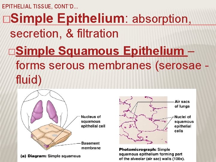 EPITHELIAL TISSUE, CONT’D… �Simple Epithelium: absorption, secretion, & filtration �Simple Squamous Epithelium – forms
