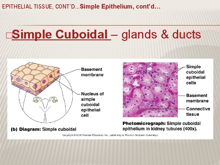 EPITHELIAL TISSUE, CONT’D…Simple Epithelium, cont’d… �Simple Cuboidal – glands & ducts 