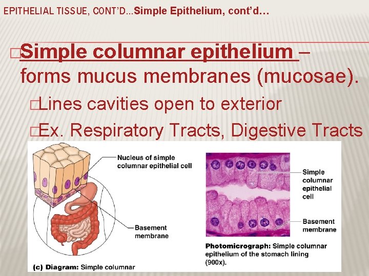 EPITHELIAL TISSUE, CONT’D…Simple Epithelium, cont’d… �Simple columnar epithelium – forms mucus membranes (mucosae). �Lines