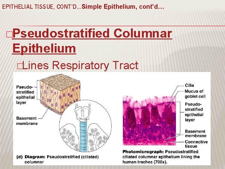 EPITHELIAL TISSUE, CONT’D…Simple Epithelium, cont’d… �Pseudostratified Columnar Epithelium �Lines Respiratory Tract �Ciliated 