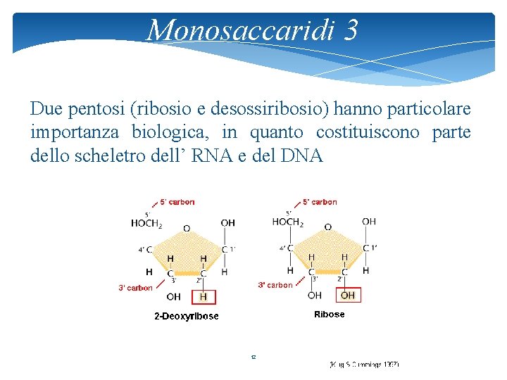 Monosaccaridi 3 Due pentosi (ribosio e desossiribosio) hanno particolare importanza biologica, in quanto costituiscono