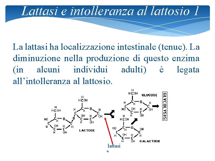 Lattasi e intolleranza al lattosio 1 La lattasi ha localizzazione intestinale (tenue). La diminuzione