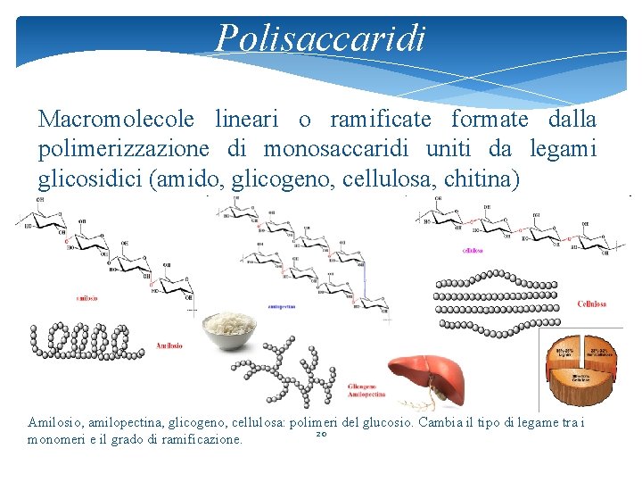 Polisaccaridi Macromolecole lineari o ramificate formate dalla polimerizzazione di monosaccaridi uniti da legami glicosidici