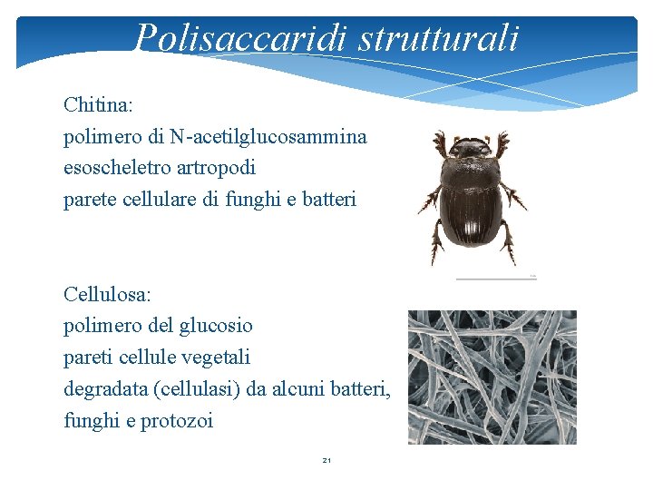 Polisaccaridi strutturali Chitina: polimero di N-acetilglucosammina esoscheletro artropodi parete cellulare di funghi e batteri