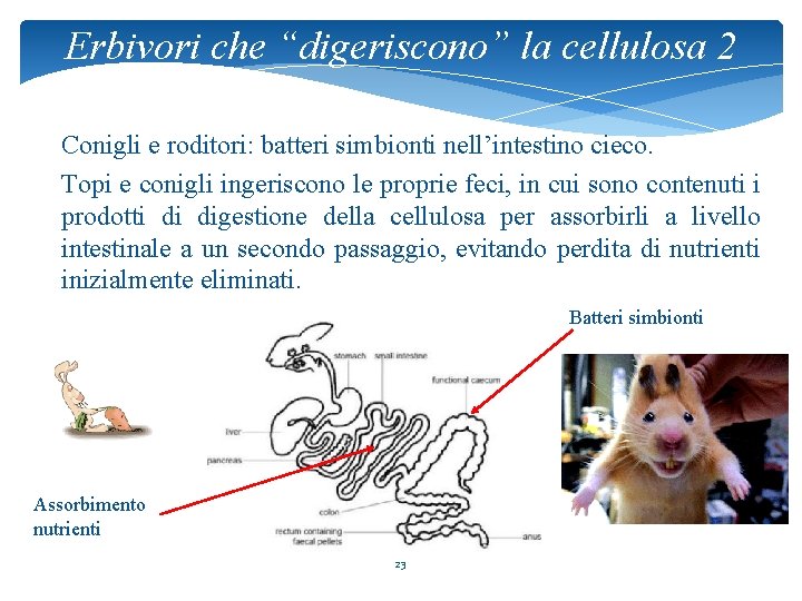 Erbivori che “digeriscono” la cellulosa 2 Conigli e roditori: batteri simbionti nell’intestino cieco. Topi